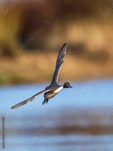 Northern Pintail, Anas acuta, male in flight over winter marshes