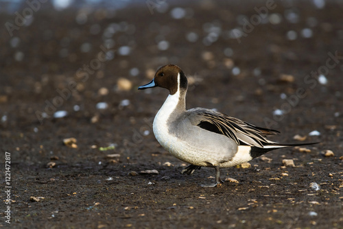 Obraz na płótnie Northern Pintail, Anas acuta, male on winter marshes w salonie