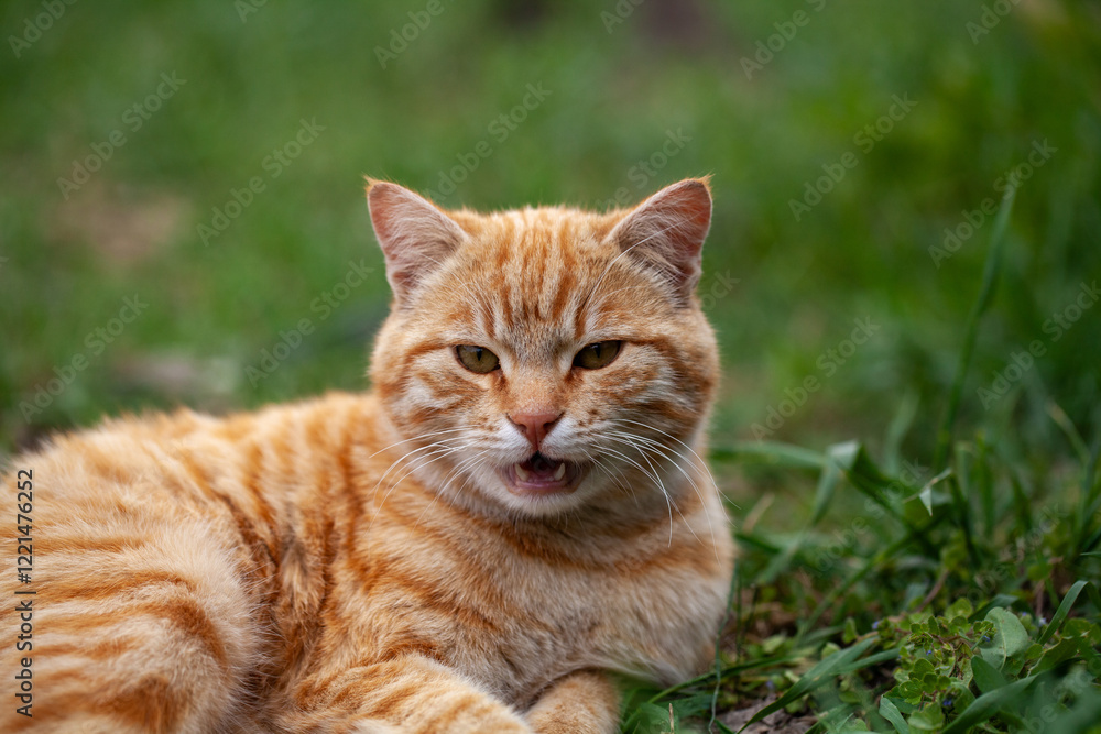 A close-up of an orange tabby cat with expressive eyes and distinct striped fur, lying on green grass in an outdoor setting, captured mid-meow for a dynamic and natural appearance. A close-up of an orange tabby cat with expressive eyes and distinct striped fur, lying on green grass in an outdoor setting, captured mid-meow for a dynamic and natural appearance.