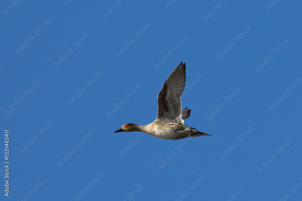Female Northern pintail flying, seen in a North California marsh Female Northern pintail flying, seen in a North California marsh