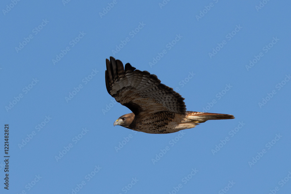 Fototapeta premium Extremely close view of a red-tailed hawk flying, seen in the wild in North California