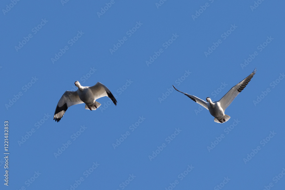 Snow geese approaching in beautiful light, , seen in the wild in a North California marsh Snow geese approaching in beautiful light, , seen in the wild in a North California marsh