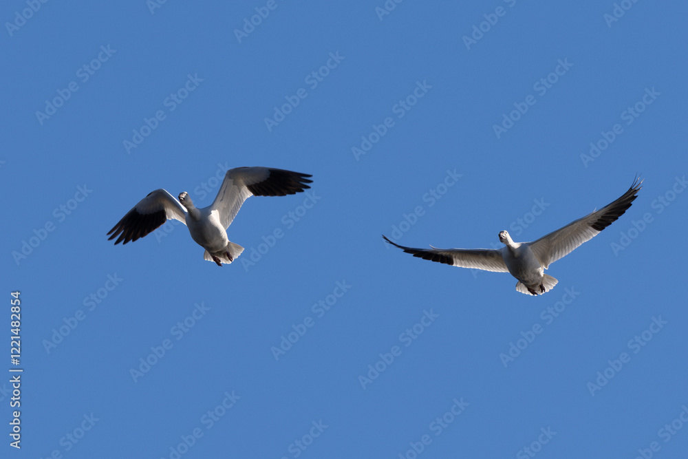 Obraz premium Snow geese approaching in beautiful light, , seen in the wild in a North California marsh