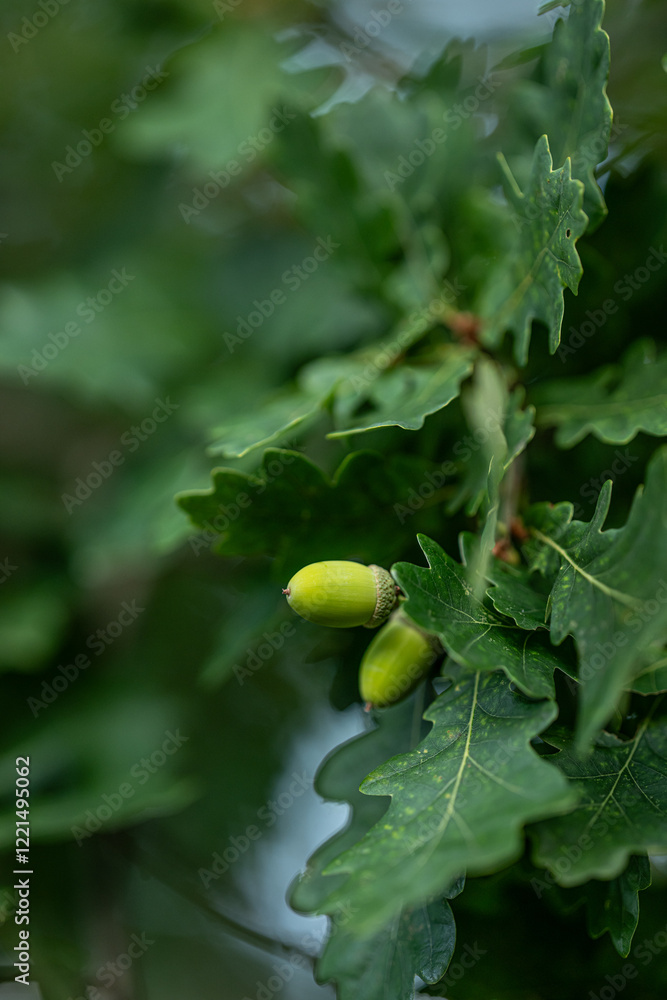Obraz premium Oak acorn hanging from a tree.