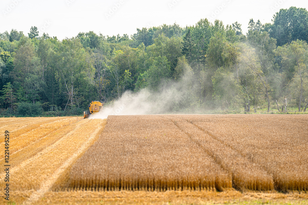 Fototapeta premium Harvester working on a field in late summer.