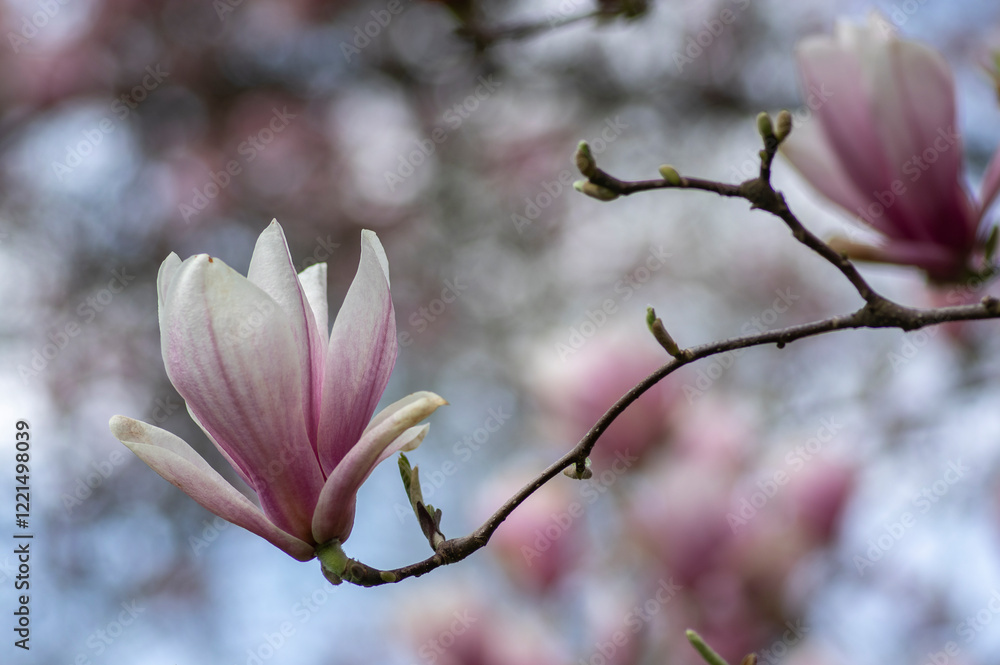 Magnolia soulangeana also called saucer magnolia flowering springtime tree with beautiful pink white flower on branches