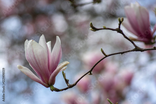 Magnolia soulangeana also called saucer magnolia flowering springtime tree with beautiful pink white flower on branches photo