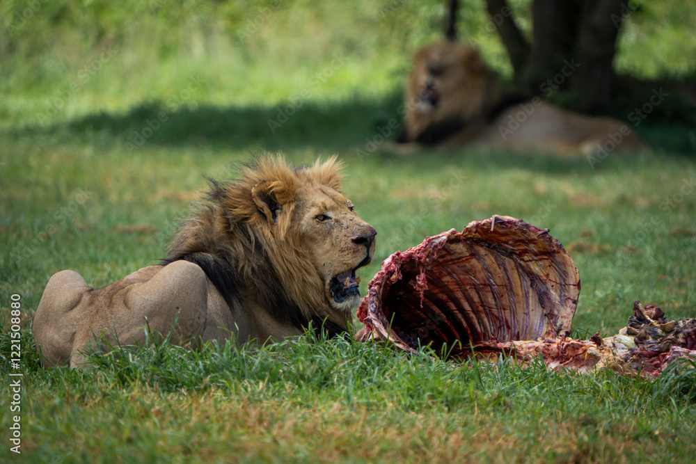 A lion fiercely feeds on a carcass in an open field, while another male rests in the shade nearby. A powerful display of raw nature. Taken during an African Safari Game Drive. A lion fiercely feeds on a carcass in an open field, while another male rests in the shade nearby. A powerful display of raw nature. Taken during an African Safari Game Drive.