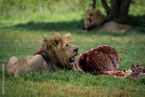 A lion fiercely feeds on a carcass in an open field, while another male rests in the shade nearby. A powerful display of raw nature. Taken during an African Safari Game Drive. photo