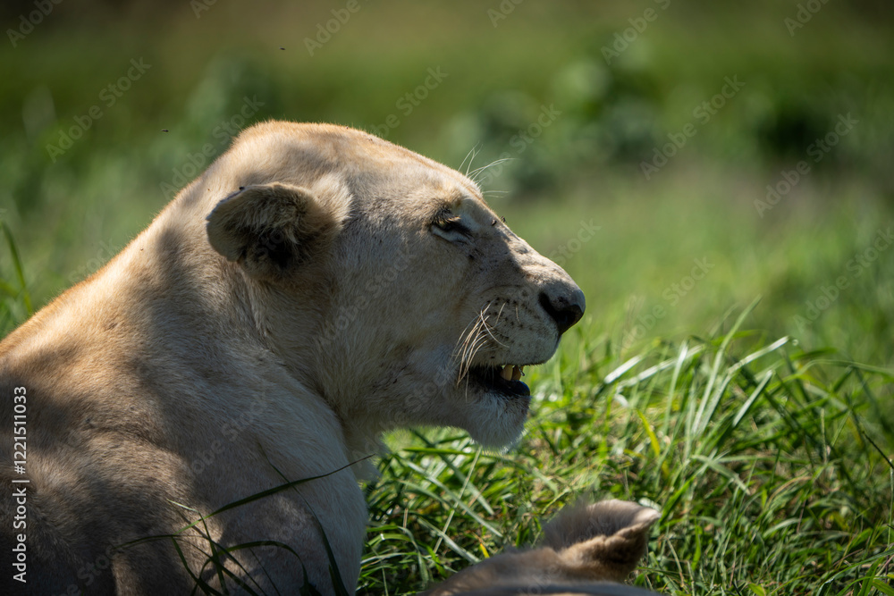 A majestic white lion resting peacefully in the shade, its pale fur contrasting beautifully against the earthy tones of the African bushveld. Captured during a safari game drive, this rare sight A majestic white lion resting peacefully in the shade, its pale fur contrasting beautifully against the earthy tones of the African bushveld. Captured during a safari game drive, this rare sight