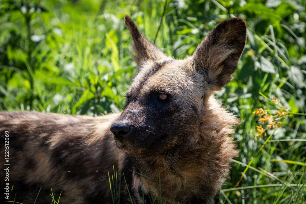 A captivating photograph of an African wild dog in its natural habitat, showcasing its unique mottled coat and alert posture. Known for their strong social bonds and hunting skills A captivating photograph of an African wild dog in its natural habitat, showcasing its unique mottled coat and alert posture. Known for their strong social bonds and hunting skills