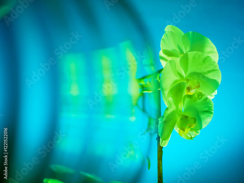 Stunning green orchid with glass in fore ground on blue color background. Beauty in nature. Flower bouquet. Light and airy look. photo