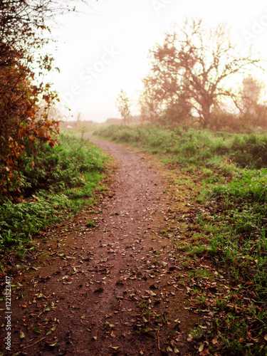 A path through a forest park with trees on either side and fog in the background. Calm and relaxing nature scene. Nobody. Melancholic moody look.