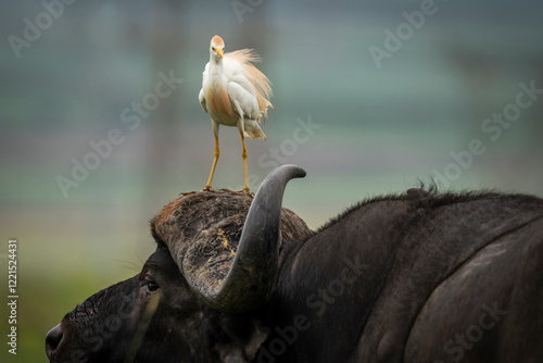 White oxpecker perched on the head of a Cape buffalo, showcasing the unique symbiotic relationship in the African wilderness. Taken during an African Safari Game Drive.
