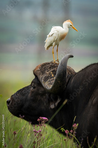 White oxpecker perched on the head of a Cape buffalo, showcasing the unique symbiotic relationship in the African wilderness. Taken during an African Safari Game Drive. photo