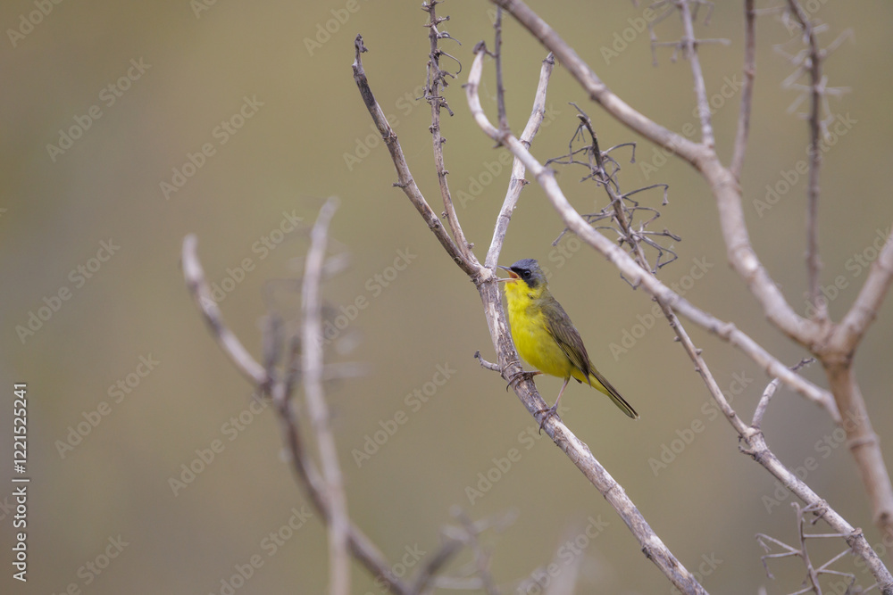 Masked yellowthroat (Geothlypis aequinoctialis) singing on a tree branch. Masked yellowthroat (Geothlypis aequinoctialis) singing on a tree branch.