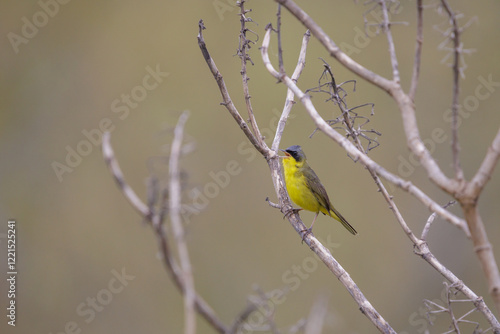 Masked yellowthroat (Geothlypis aequinoctialis) singing on a tree branch. photo