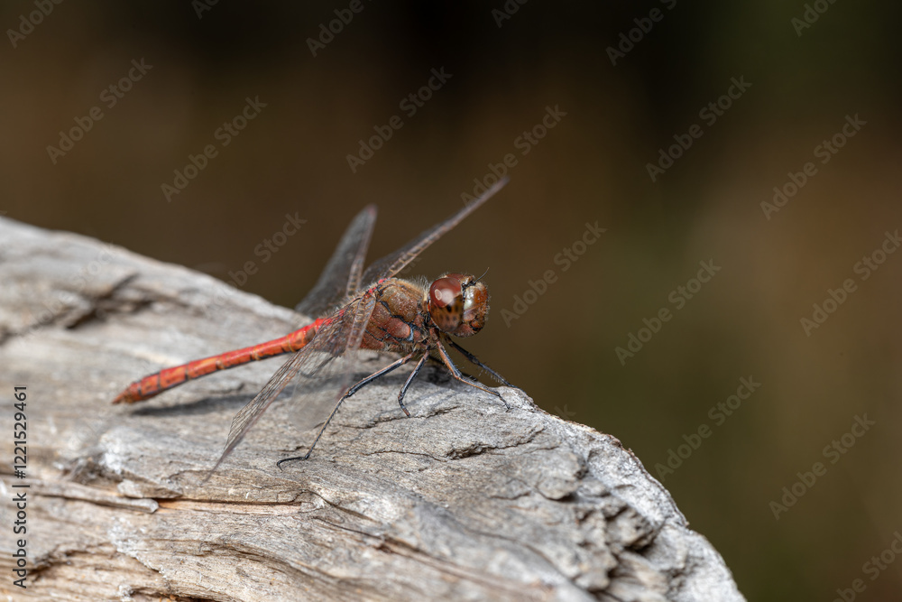 A red male dragonfly (Sympetrum vulgatum) sits on a barkless tree trunk A red male dragonfly (Sympetrum vulgatum) sits on a barkless tree trunk