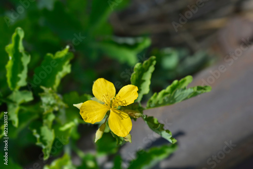 Greater celandine flower photo