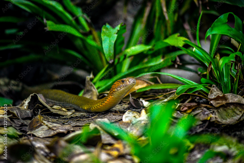 Slithering venomous snake at the zoo Slithering venomous snake at the zoo