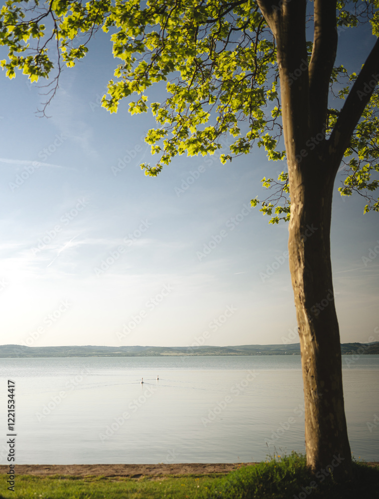 Morning photo of nice trees at lake Balaton
