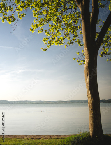 Obraz na płótnie Morning photo of nice trees at lake Balaton w salonie