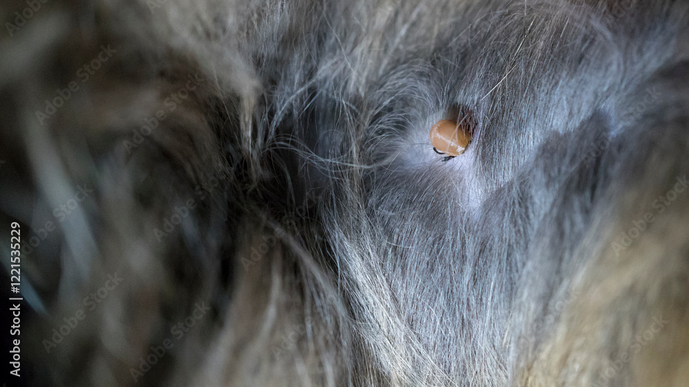 A detailed close-up of a tick on a cat's fur. A macro image of a tick with shallow depth of field. A detailed close-up of a tick on a cat's fur. A macro image of a tick with shallow depth of field.