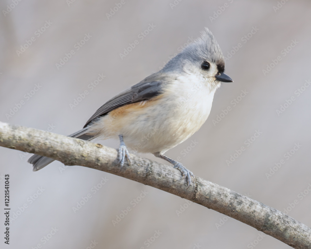 Fototapeta premium A tufted titmouse standing on a branch looking towards the right on a cold day.