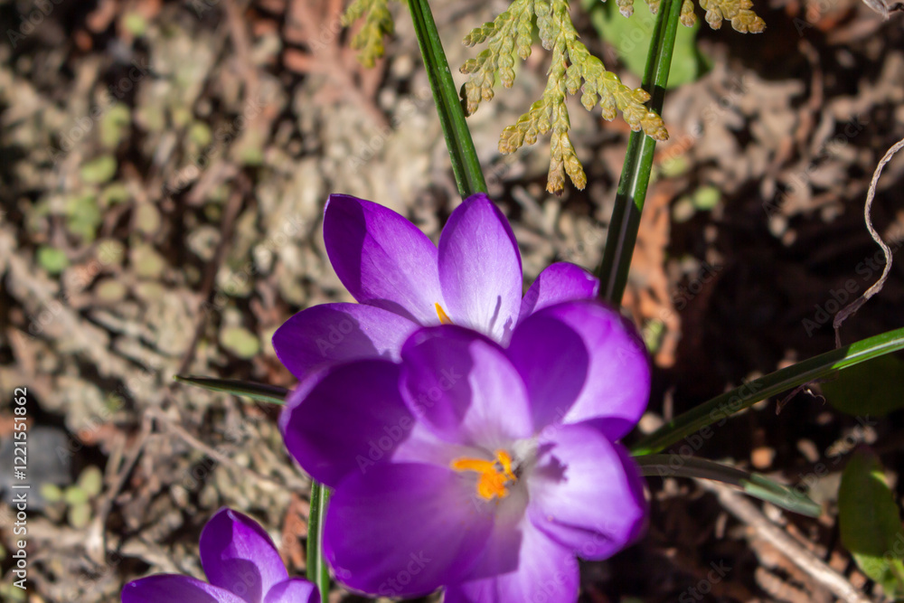 Close-Up of purple crocus flowers blooming in a garden in spring Close-Up of purple crocus flowers blooming in a garden in spring