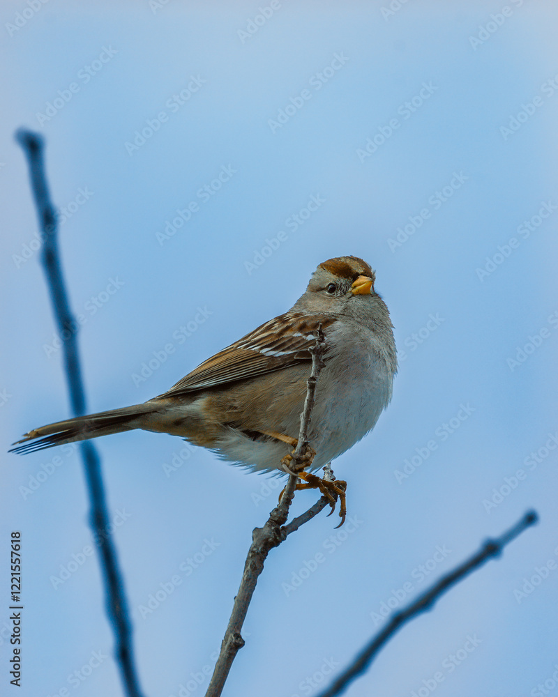 Fototapeta premium sparrow on a branch
