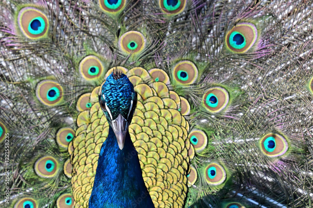 Obraz premium Majestic peacock displaying vibrant fanned feathers