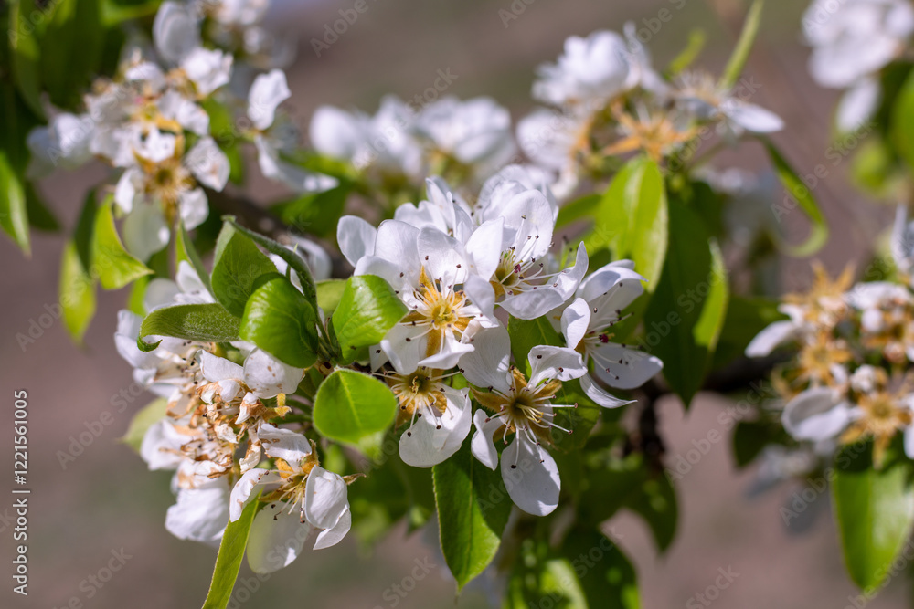 Obraz premium Flowering of a young pear tree of the Abbot variety in the garden in spring. White flowers on branches with leaves, close-up
