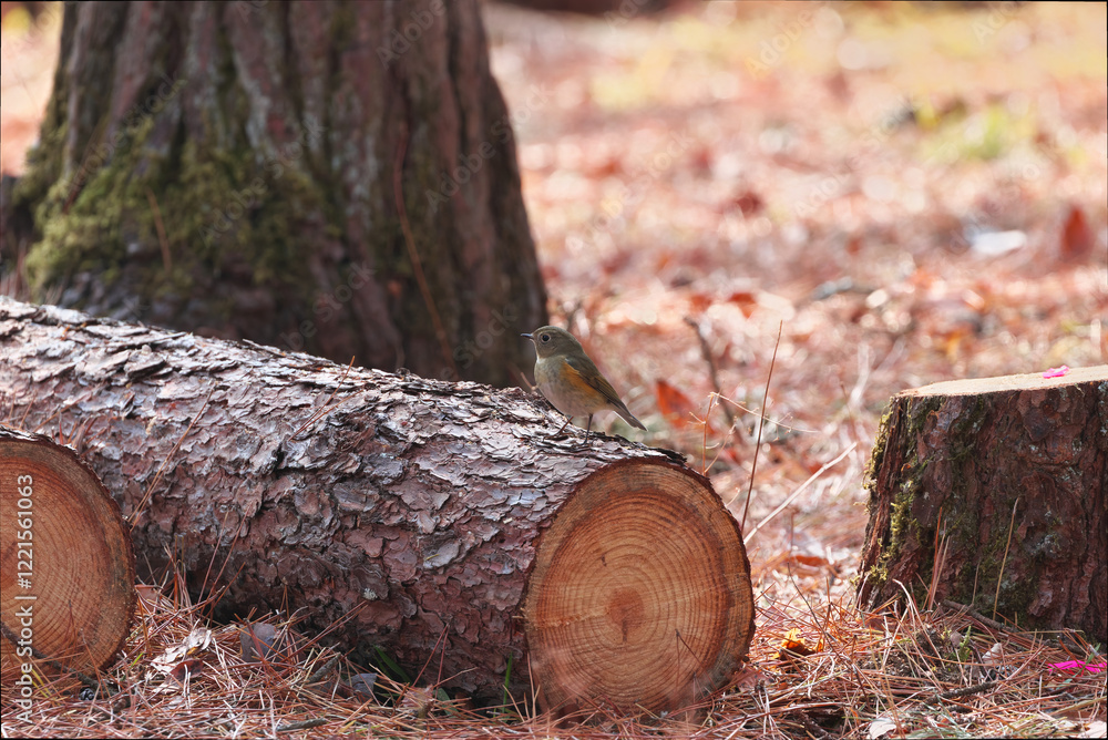 Pruned pine tree cross-section and stump Pruned pine tree cross-section and stump