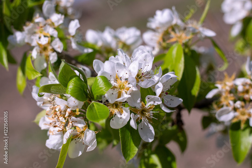 Flowering of a young pear tree of the Abbot variety in the garden in spring. White flowers on branches with leaves, close-up photo