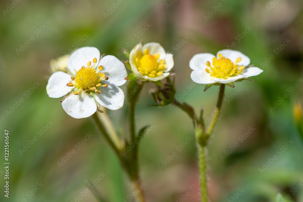 Macro shot of wild strawberry (fragaria vesca) flowers in bloom Macro shot of wild strawberry (fragaria vesca) flowers in bloom