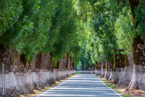 Tunnel of trees in typical road in Alentejo. This road from Marvao is considered the most beautiful in Portugal. The ash trees are centenary trees photo