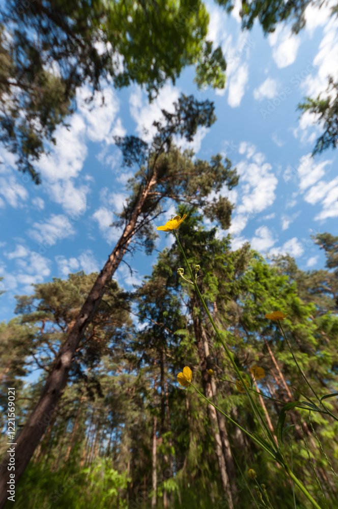 Fototapeta premium Yellow flowers and green leaves in early summer in Finland seen from below with trees and sky in the background