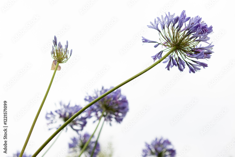 Naklejka premium Agapanthus flowers isolated on white background