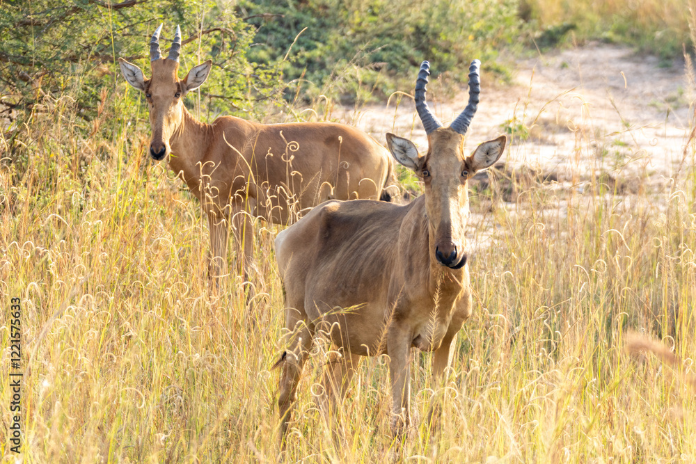 Fototapeta premium Lelwel hartebeest