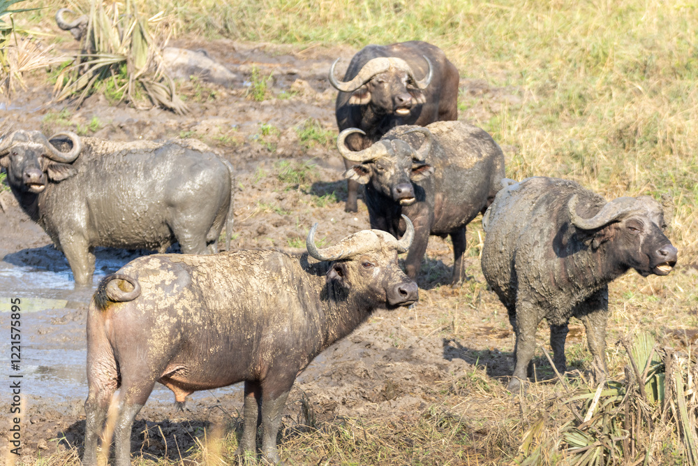 Fototapeta premium African buffalo mudbathing