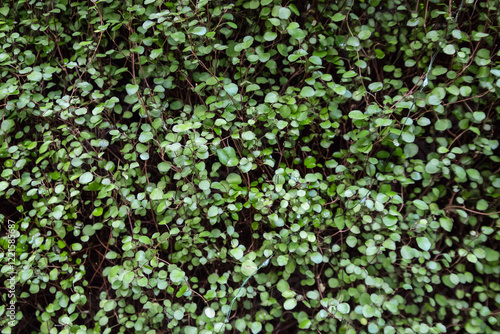 Muehlenbeckia complexa. Maidenhair vine, creeping wire vine, necklace vine. ornamental green plant (nature background) photo