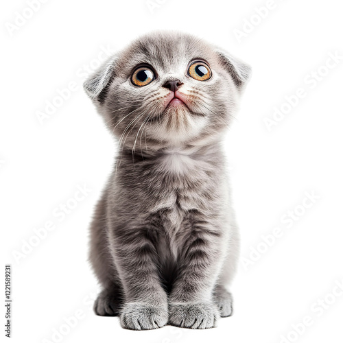 A tiny wide-eyed Scottish Fold kitten sitting curiously with soft fur and folded ears  
