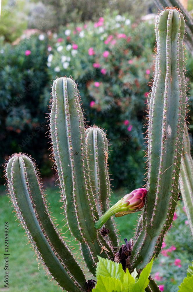 A striking cactus with vibrant flower buds and green stems, beautifully set against a colorful floral background on Corfu island. A striking cactus with vibrant flower buds and green stems, beautifully set against a colorful floral background on Corfu island.