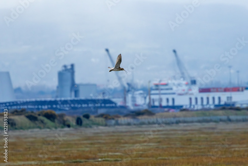 Photography Eurasian Curlew (Numenius arquata) - Common in coastal wetlands, Bull Island, Du