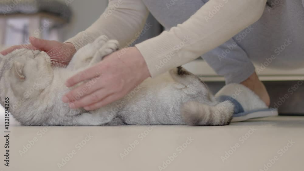 European girl  combing cat with brush,Close up  Scottish cat face.