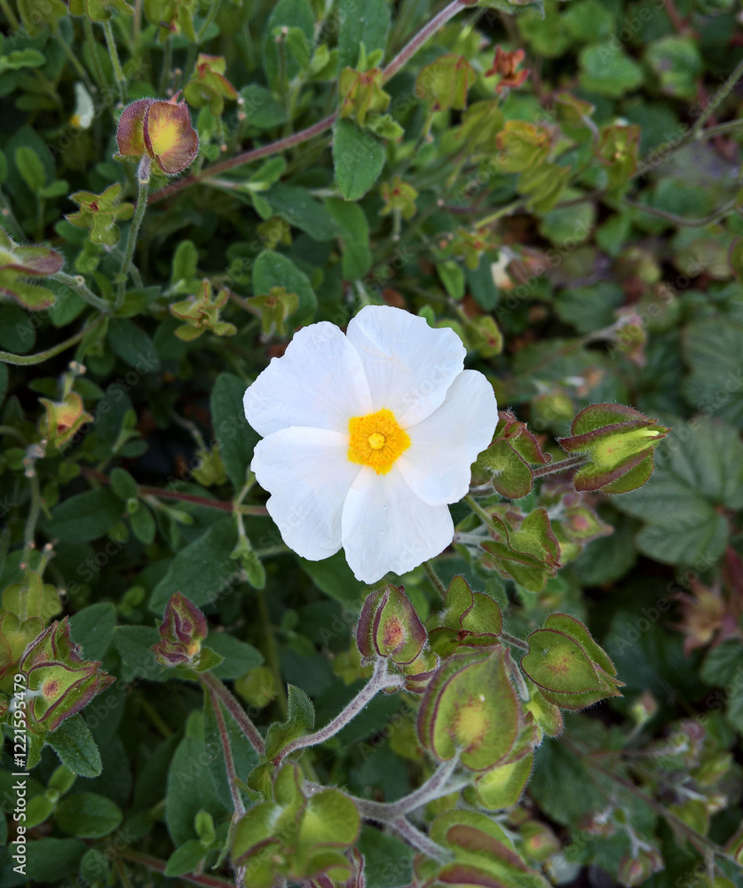 closeup of rockrose cistus plant in bloom, white flowers with yellow centers and heart-shaped leaves with orange edges closeup of rockrose cistus plant in bloom, white flowers with yellow centers and heart-shaped leaves with orange edges