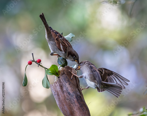 Obraz na płótnie In winter, disputes over food offer excellent postures for birds, such as sparrows. w salonie
