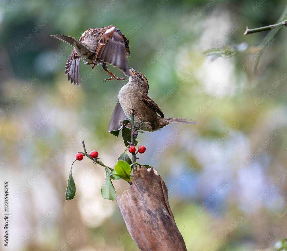 In winter, disputes over food offer excellent postures for birds, such as sparrows.