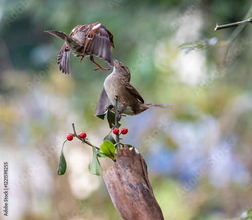 Obraz na płótnie In winter, disputes over food offer excellent postures for birds, such as sparrows. w salonie