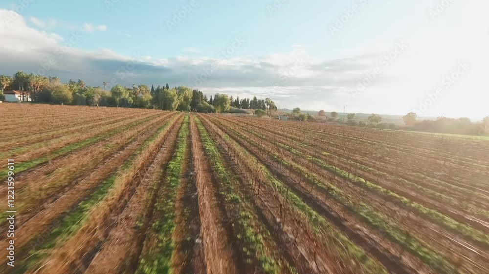 Aerial fpv video of Mitzpe Tal palm trees and vineyards Israel